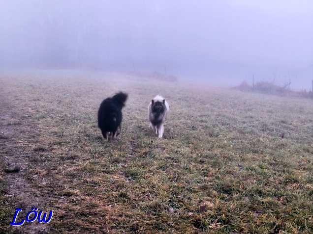 9.12.2025 - Nebelw&auml;chter